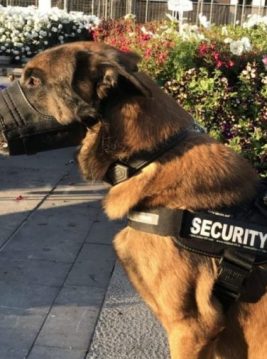 Chien berger belge malinois avec un harnais