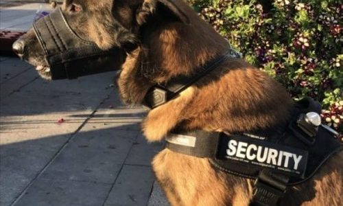 Chien berger belge malinois avec un harnais