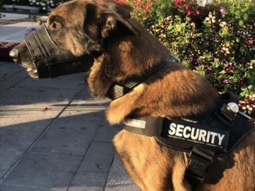 Chien berger belge malinois avec un harnais