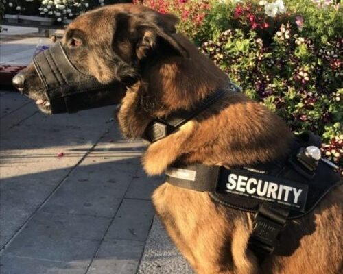 Chien berger belge malinois avec un harnais